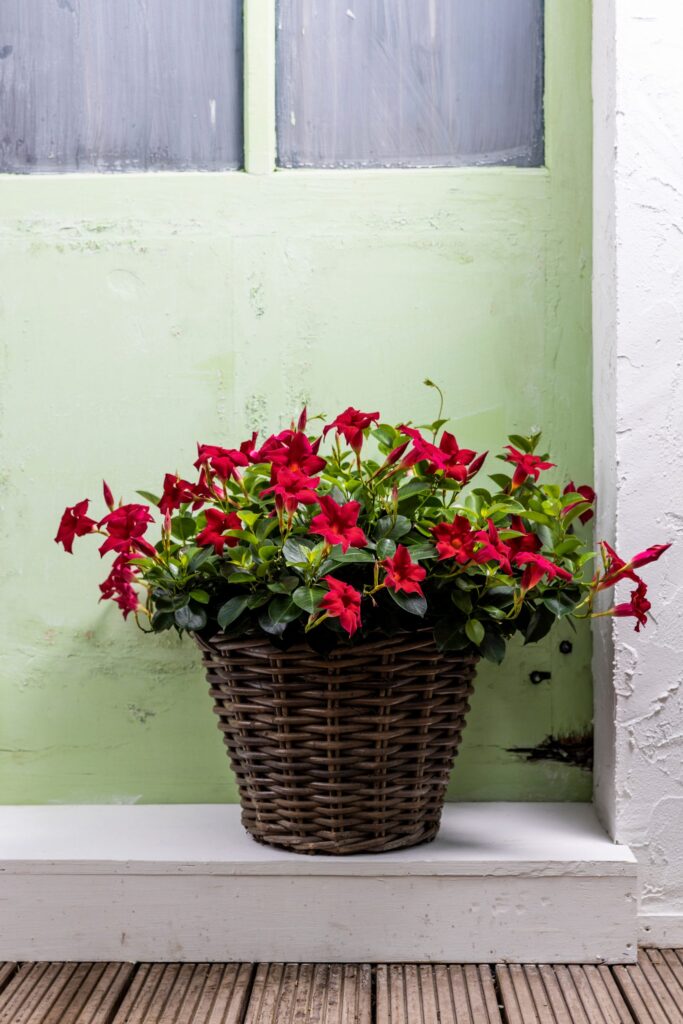 Mandevilla rouge dans un panier en rotin