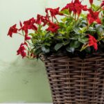 Fleurs de Mandevilla rouge dans un panier en rotin