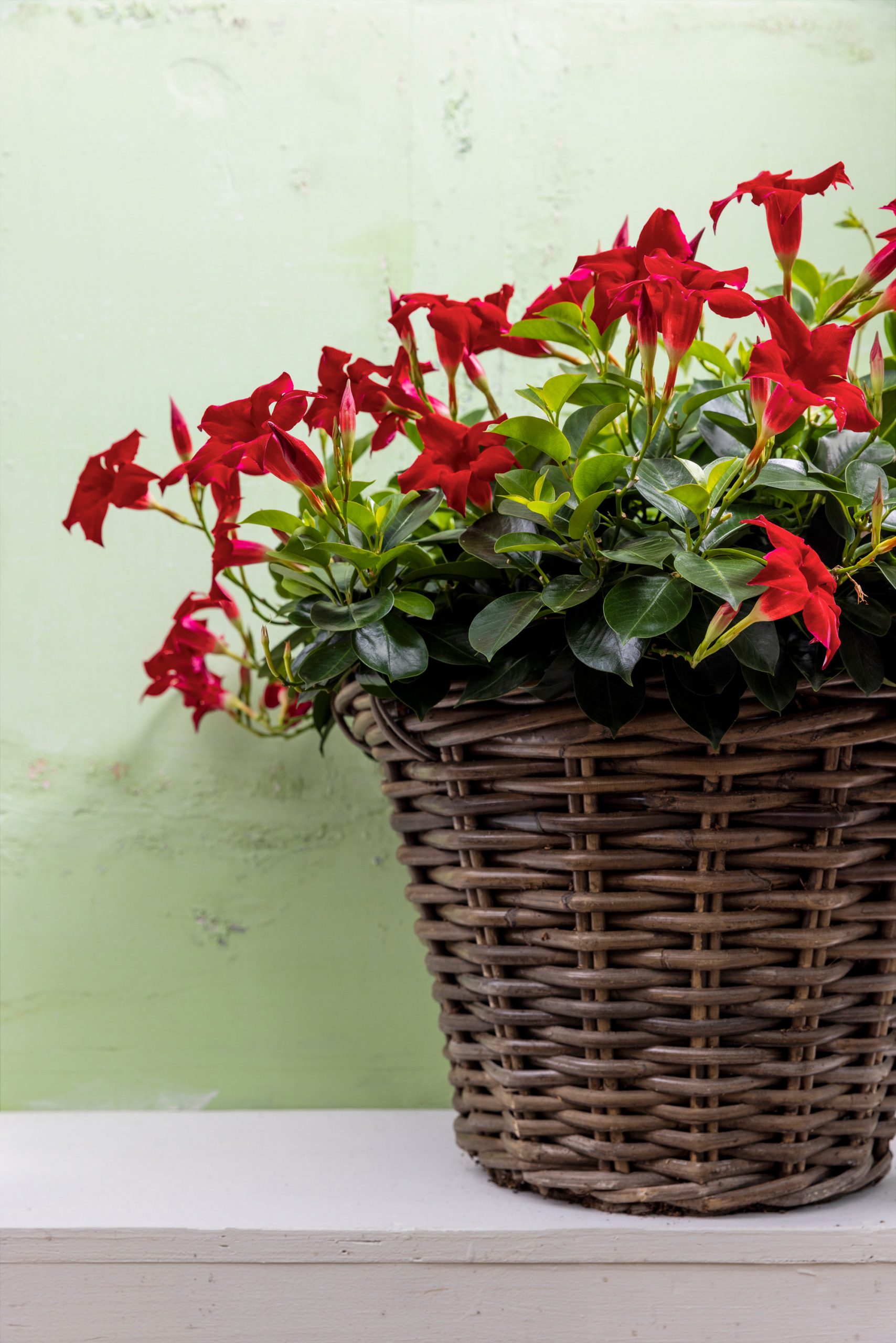 Fleurs de Mandevilla rouge dans un panier en rotin