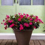 Prachtige taupekleurige plantenbak met roze mandevilla's
