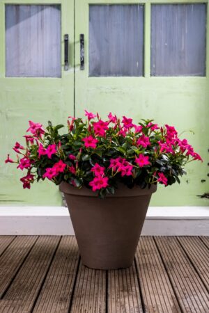 Prachtige taupekleurige plantenbak met roze mandevilla's