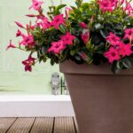 Ronde taupekleurige plantenbak met felroze mandevilla's