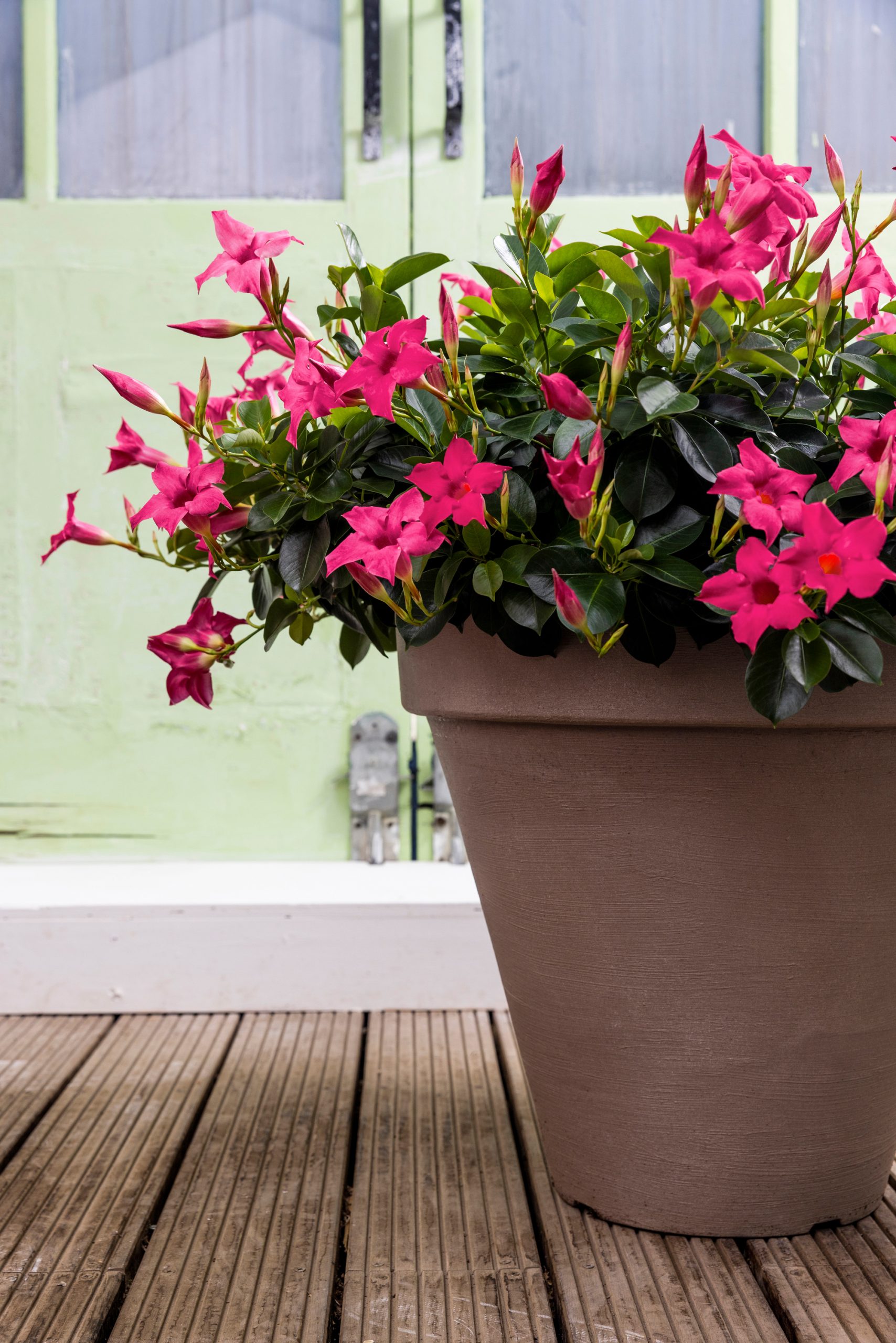 Ronde taupekleurige plantenbak met felroze mandevilla's
