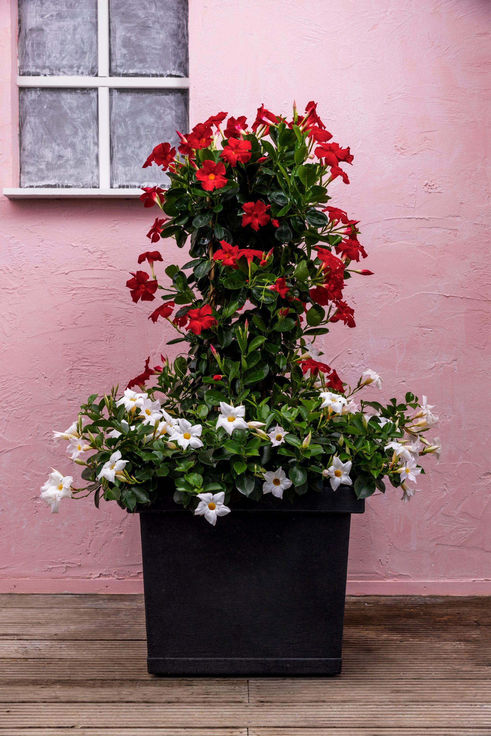 Italiaanse antracietkleurige plantenbak met mandevilla's in rode en witte kleur.