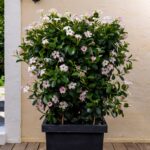 Robuuste vierkante plantenbak met lichtroze mandevilla's. Donkergrijs.