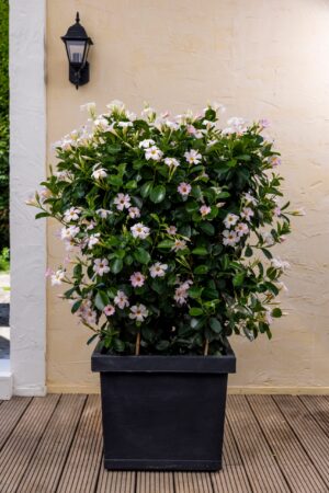 Robuuste vierkante plantenbak met lichtroze mandevilla's. Donkergrijs.