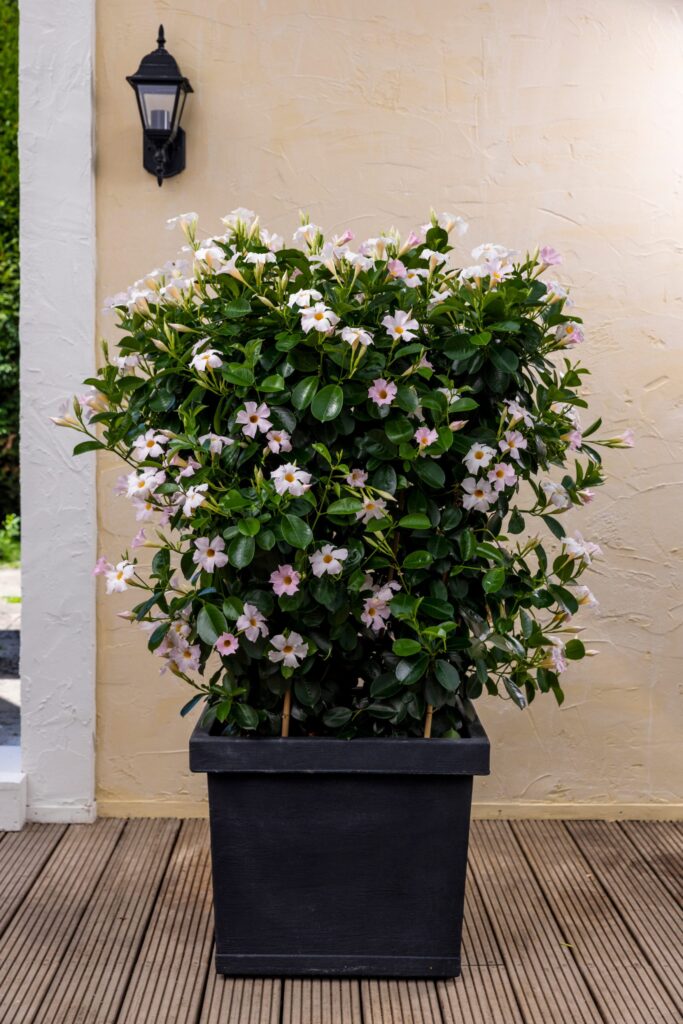 Jardinière carrée robuste avec des mandevillas rose pâle. Gris foncé.