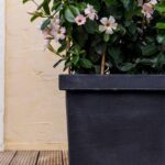 Vierkante antraciete plantenbak met lichtroze mandevilla's