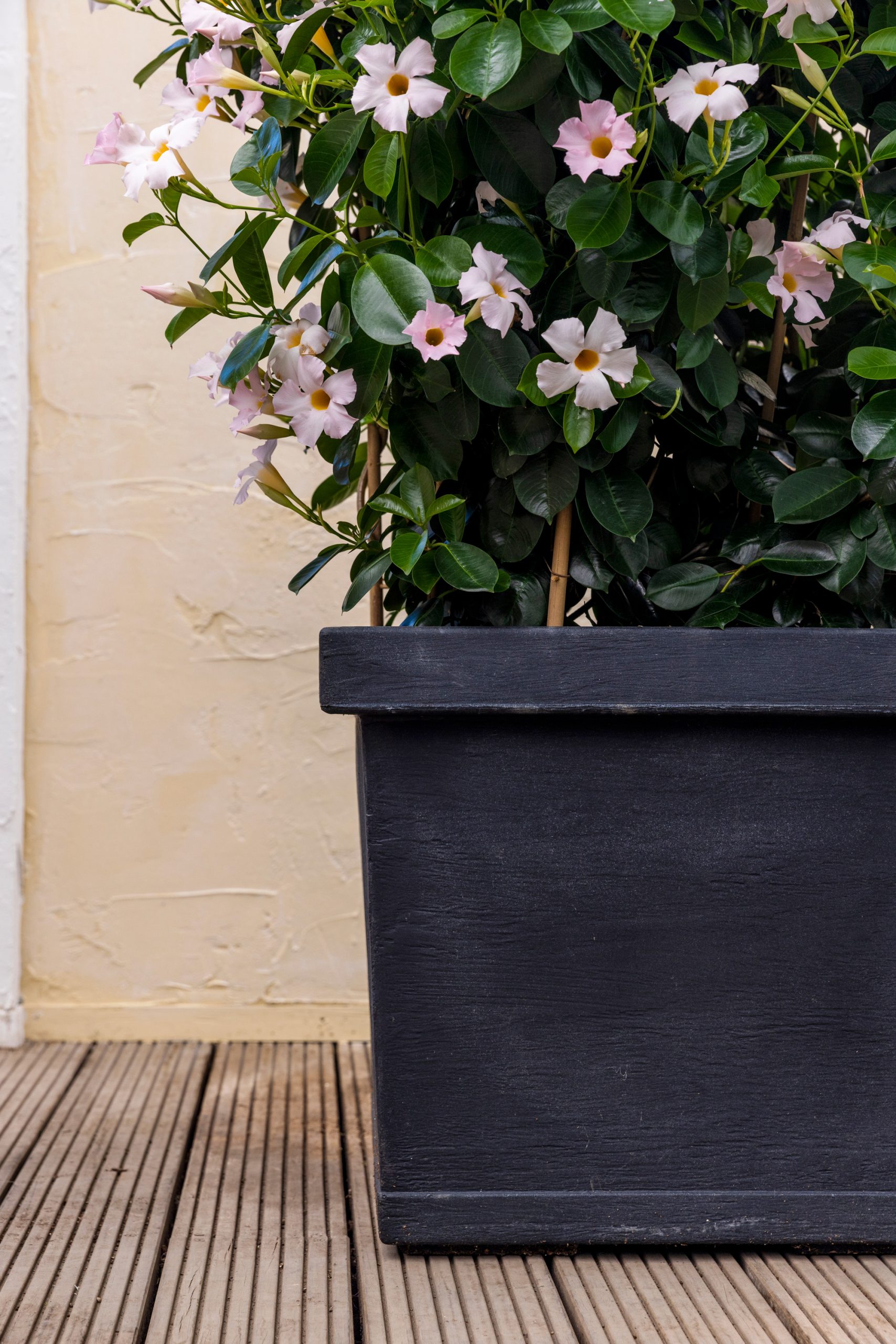 Vierkante antraciete plantenbak met lichtroze mandevilla's