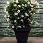 Mooie ronde antraciete plantenbak met witte dipladenia's
