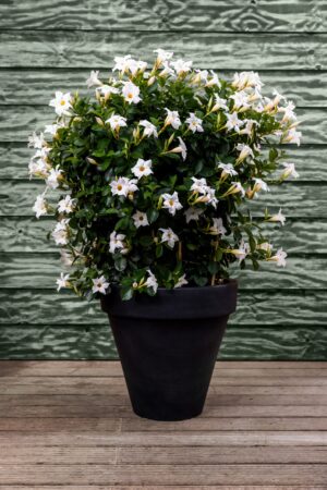 Mooie ronde antraciete plantenbak met witte dipladenia's
