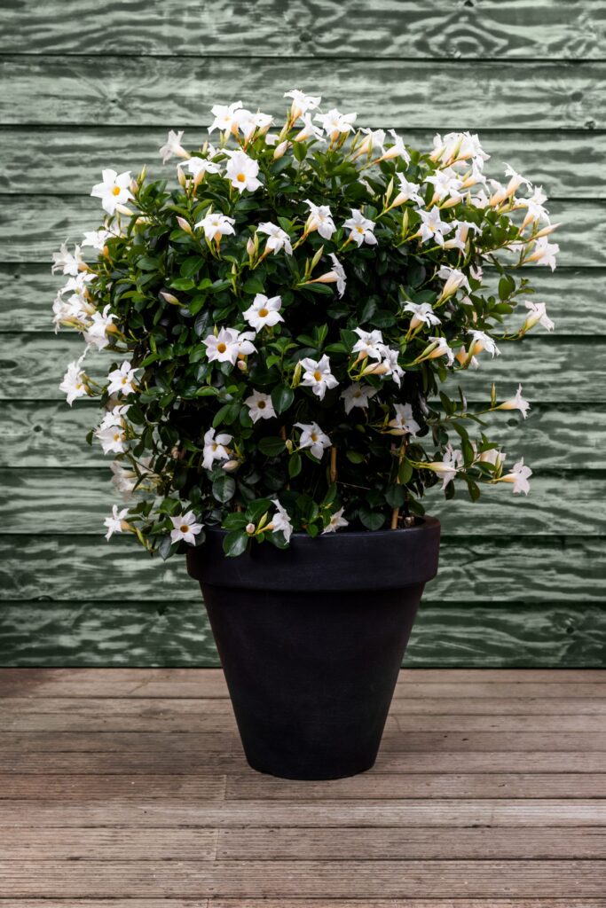 Magnifique jardinière ronde anthracite avec dipladénias blancs