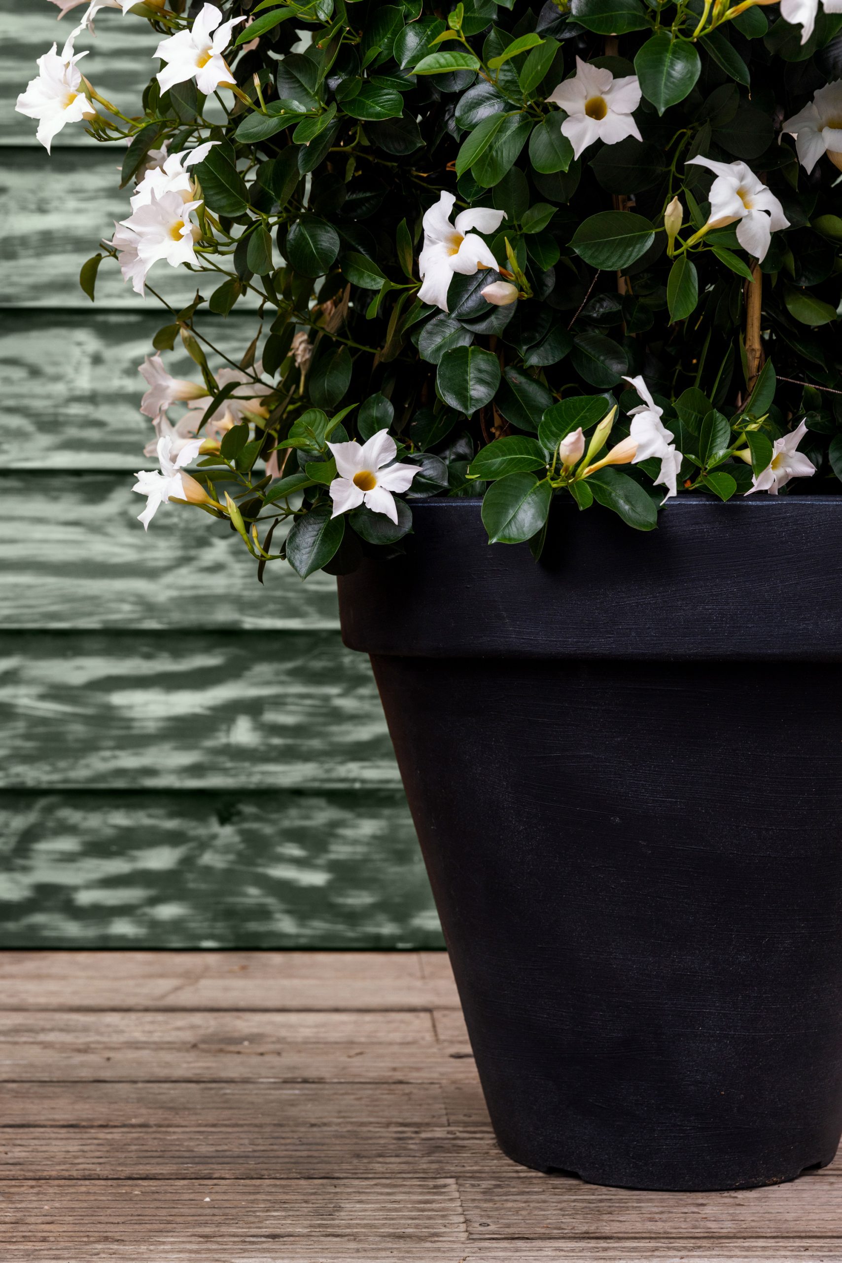 Mooie ronde antraciete plantenbak met witte mandevilla's