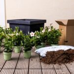 Five Mandevilla plants with green flower pots, potting soil and black flower pot