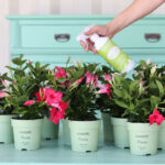 Spray Savoir Noir utilisé sur des plantes mandevilla en pot.