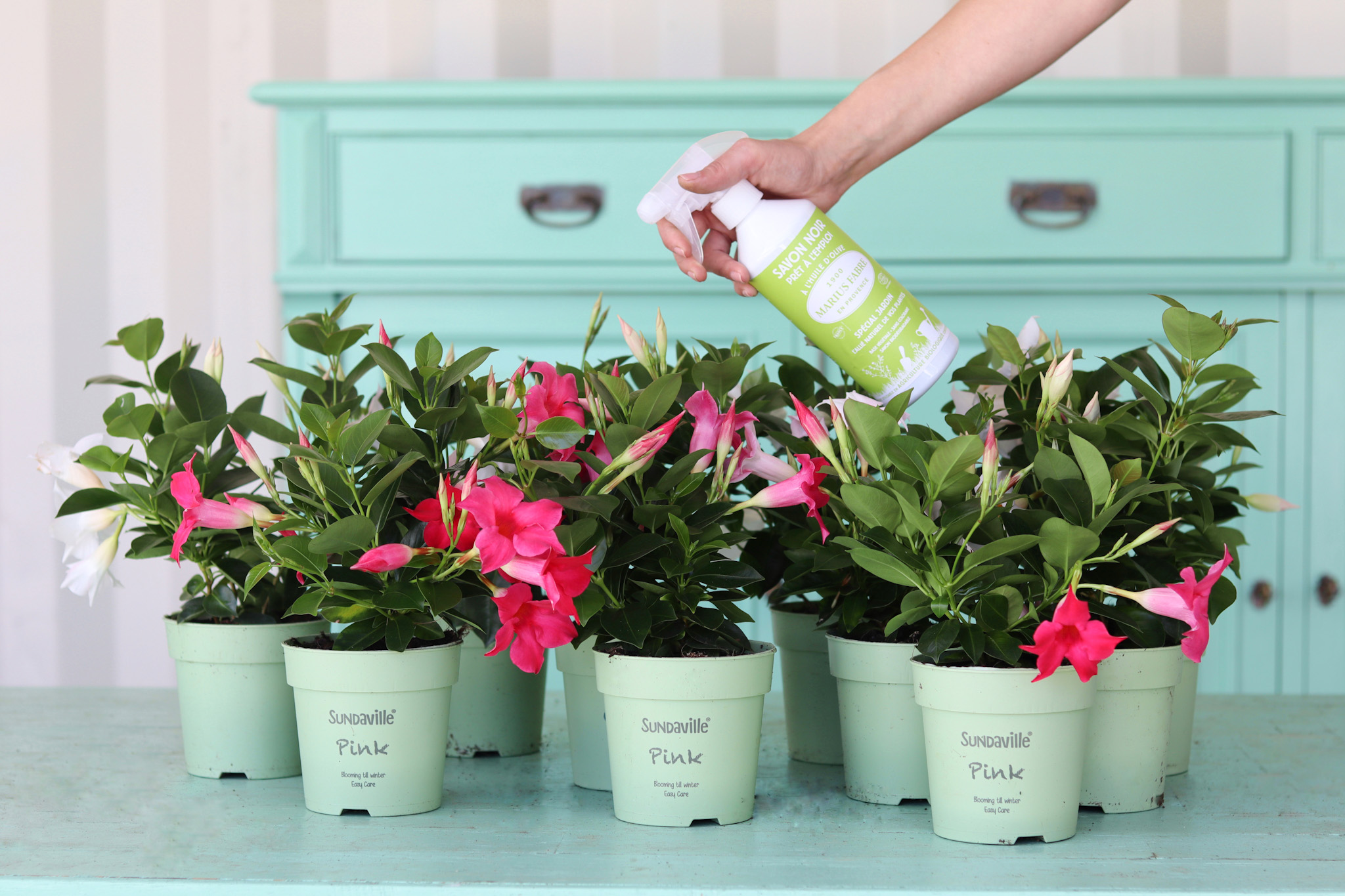 Spray Savoir Noir utilisé sur des plantes mandevilla en pot.