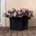 Quadratischer italienischer Pflanzkübel anthrazit. Mit rosa Mandevillas