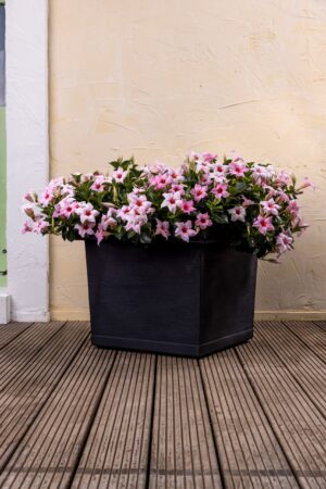 Vierkante italiaanse plantenbak antraciet. Met roze mandevilla's