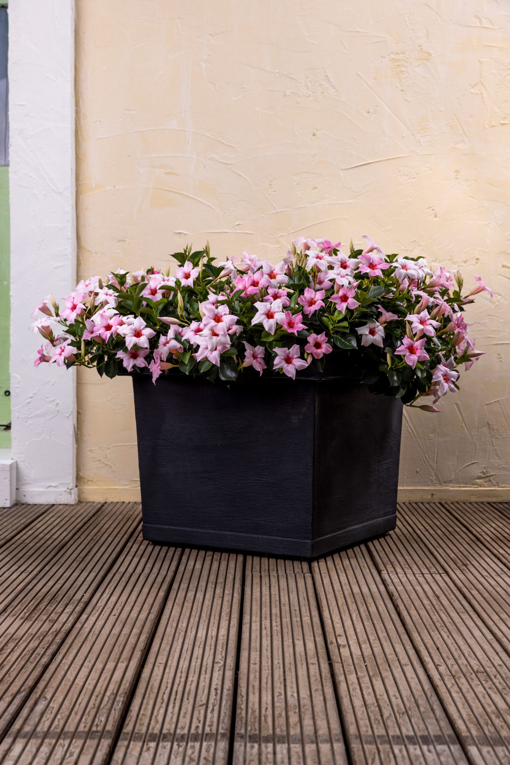 Quadratischer italienischer Pflanzkübel anthrazit. Mit rosa Mandevillas