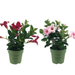 2 mini Mandevilla. Planten met lichtroze en rode bloemen.