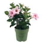 Mandévilla Sundaville Cream Pink. Petite plante aux fleurs rose clair