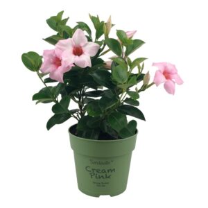Mandévilla Sundaville Cream Pink. Petite plante aux fleurs rose clair