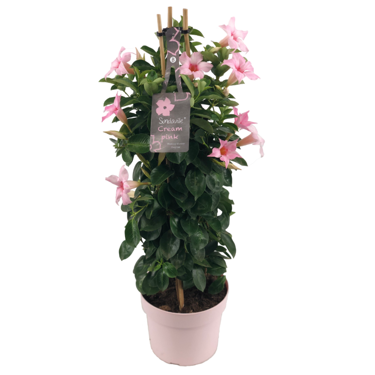 Mandevilla Cream Pink aux fleurs rose clair. Plante haute en pot.