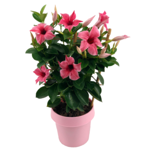 Mandevilla Flamingo Pink en pot avec fleurs roses