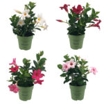 Mandevilla Mix Mini 4-pack - Wit, roze en rood