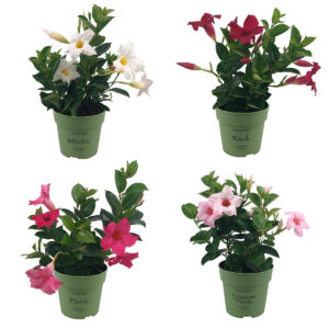 Mandevilla Mix Mini 4-pack - Wit, roze en rood