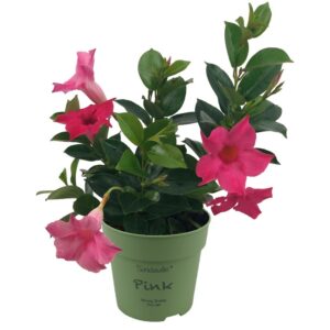 Mandevilla Sundaville Pink mini