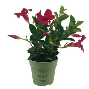 Mandevilla Sundaville Red mini
