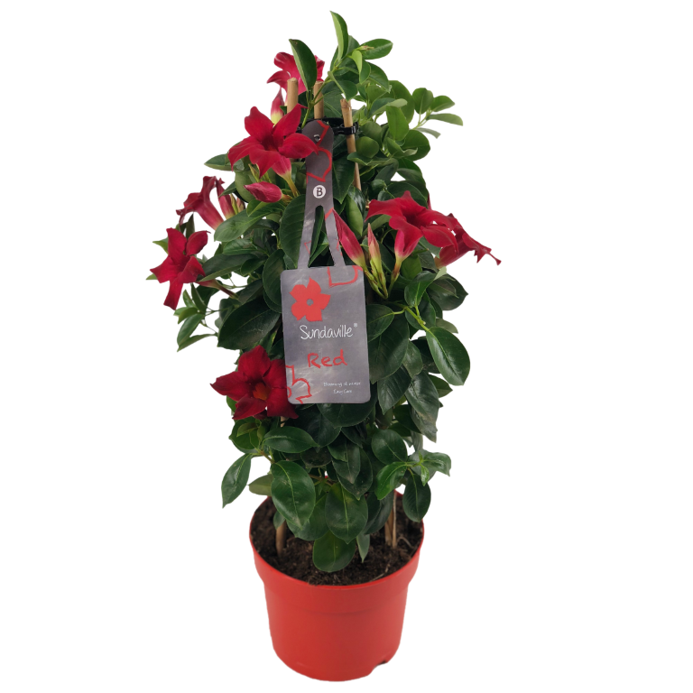 Mandévilla Sundaville Red Tower, couleur rouge. Plante en pot grande taille