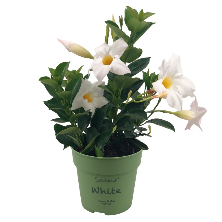 Mandevilla Sundaville White mini
