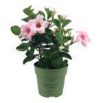 Cream pink mini Mandevilla. Plant met lichtroze bloemen.