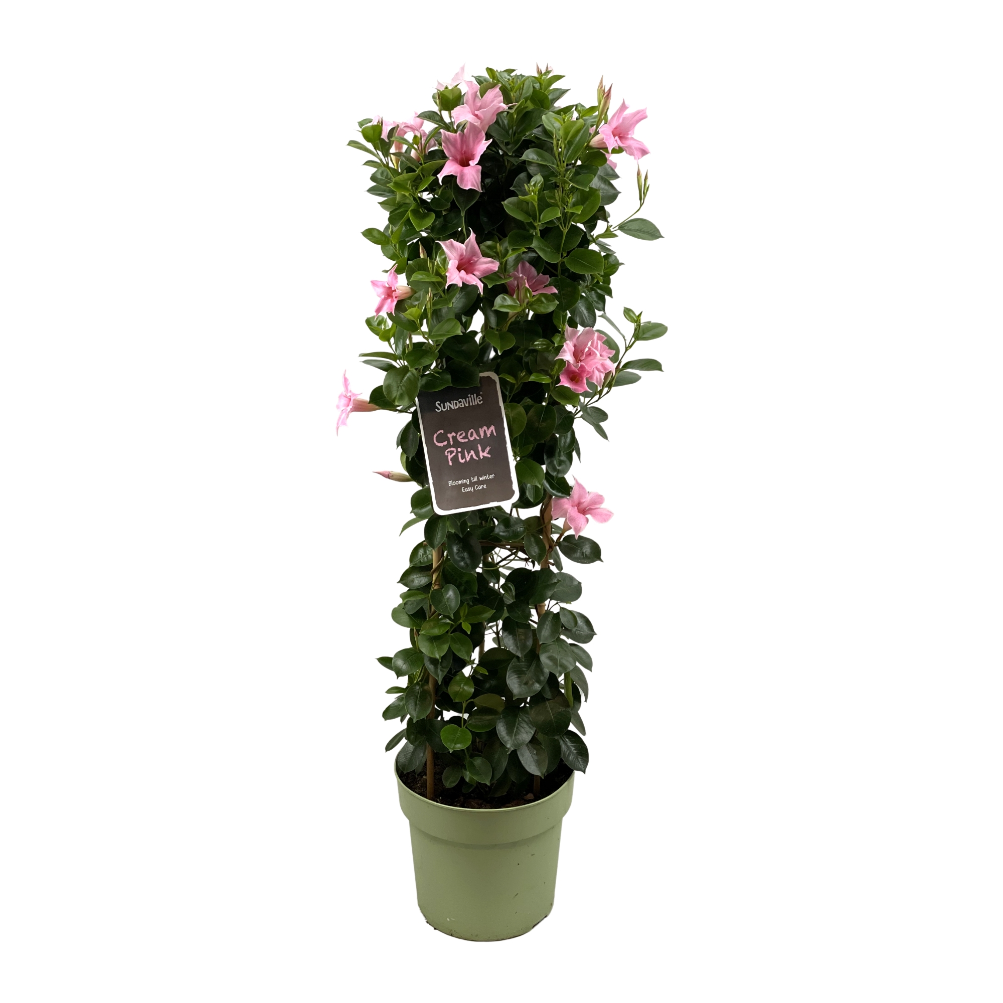 Mandévilla Sundaville Cream pink Tower XL