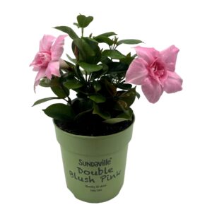 Mandevilla Sundaville Double Blush Pink met dubbele zachtroze bloemen