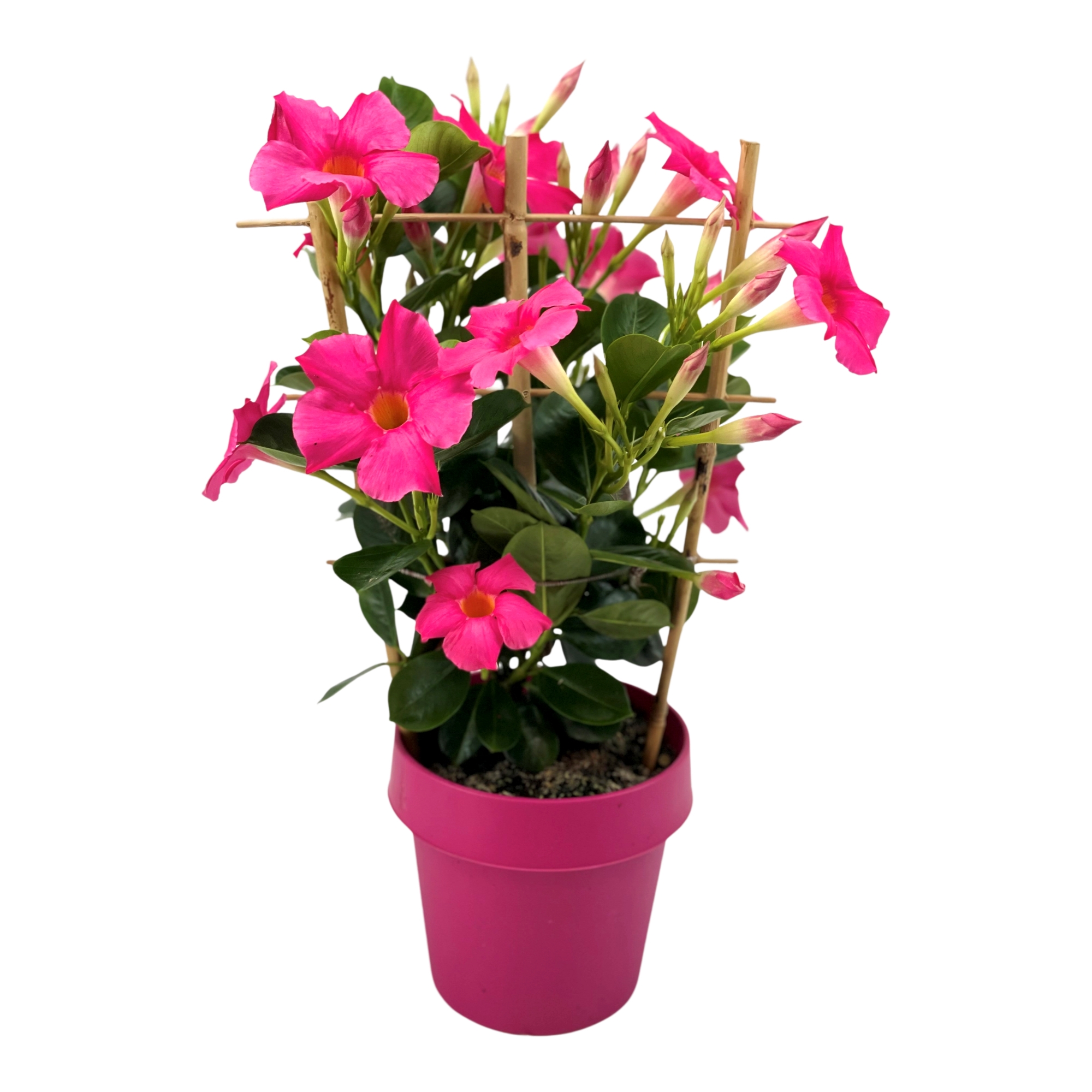 Mandevilla Sundaville Early Pink. Plant met roze bloemen op een bamboerekje