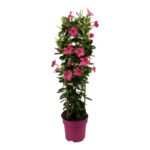 Mandevilla Sundaville Early Pink Tower Large. Hoge klimplant met roze bloemen.