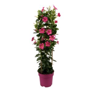 Mandevilla Sundaville Early Pink Tower Large. Hoge klimplant met roze bloemen.