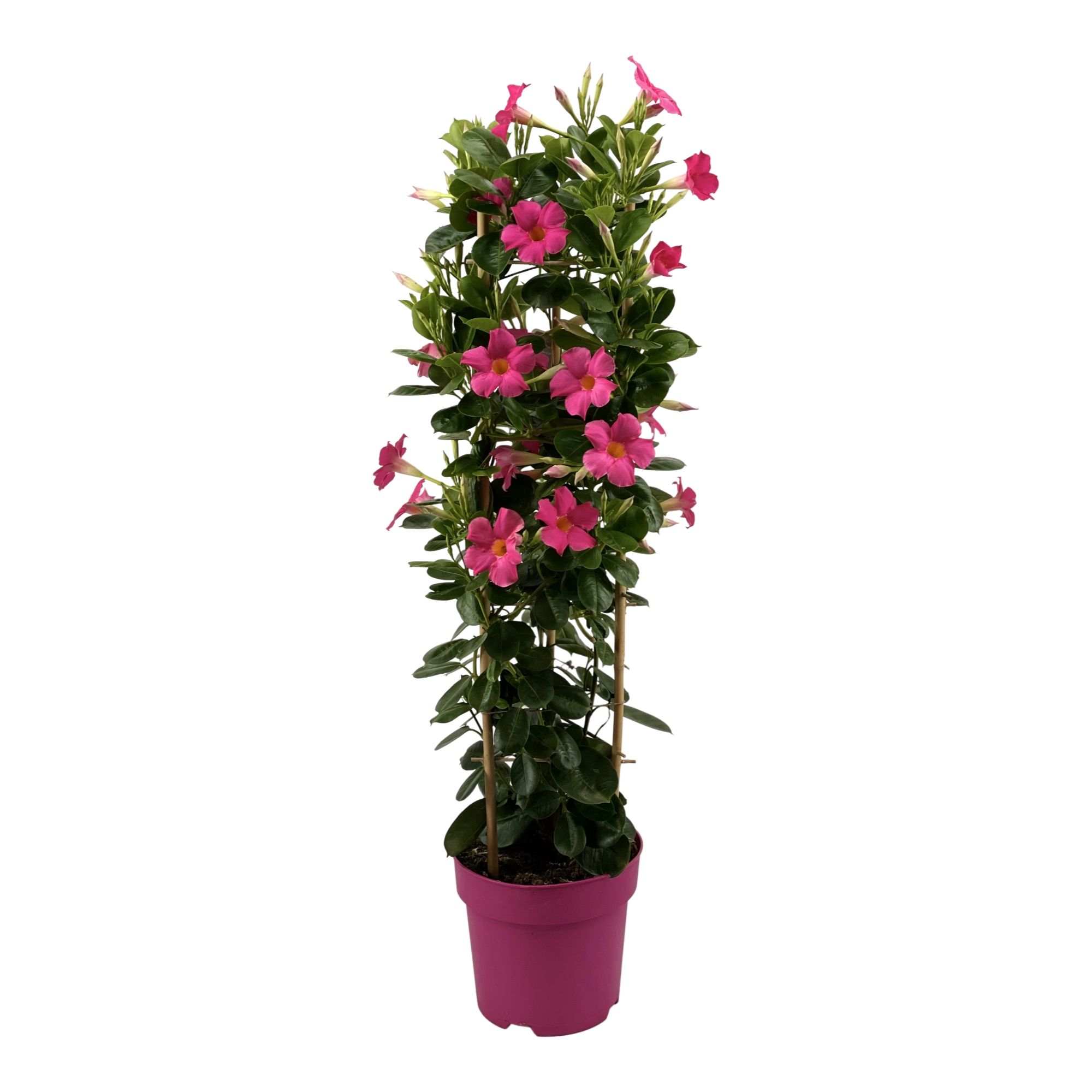 Mandevilla Sundaville Early Pink Tower Large. Hoge klimplant met roze bloemen.