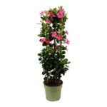 Mandevilla Sundaville Early Scarlett Tower XL. Hoge klimplant met roze bloemen.