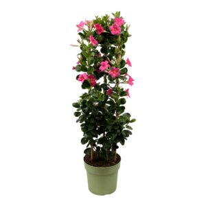 Mandevilla Sundaville Early Scarlett Tower XL. Hoge klimplant met roze bloemen.