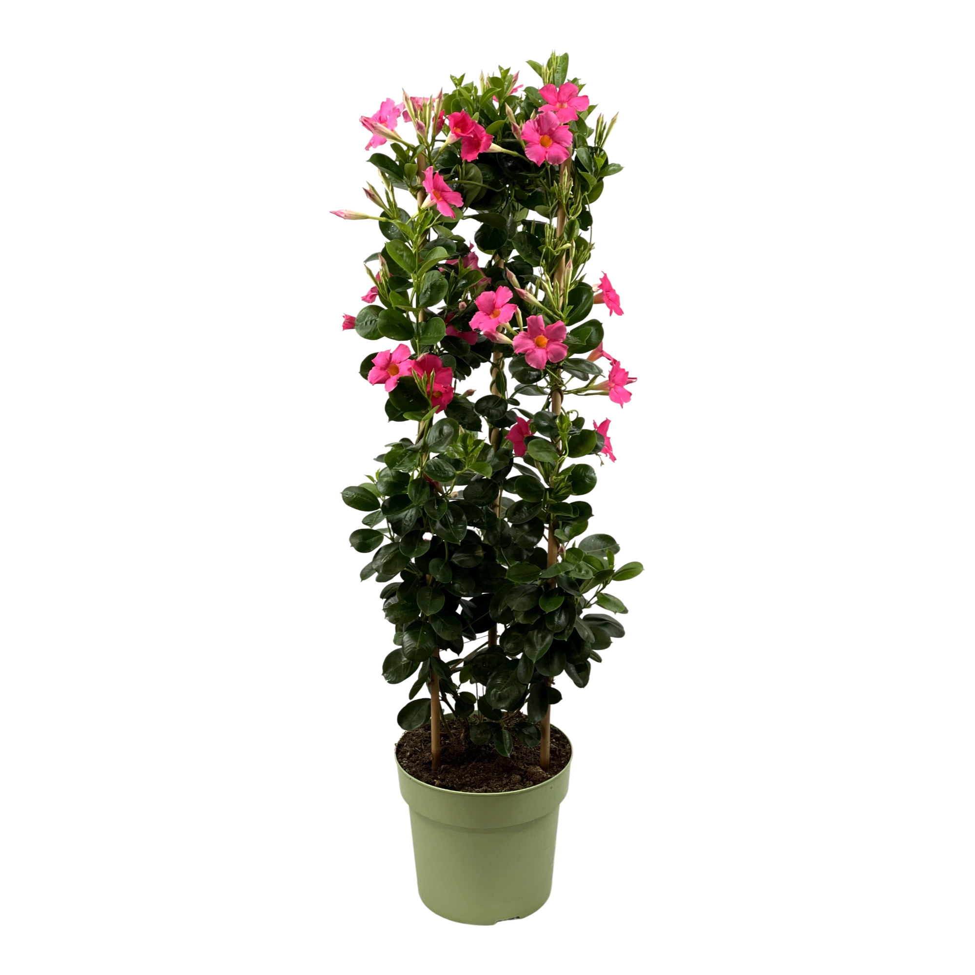 Mandevilla Sundaville Early Scarlett Tower XL. Hoge klimplant met roze bloemen.