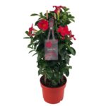 Mandevilla Early Scarlet Tower groeit langs een bamboerekje. Klimplant met rode bloemen