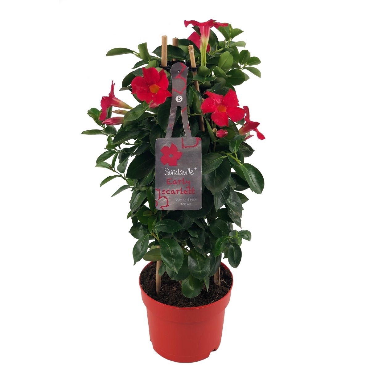 Mandevilla Early Scarlet Tower groeit langs een bamboerekje. Klimplant met rode bloemen