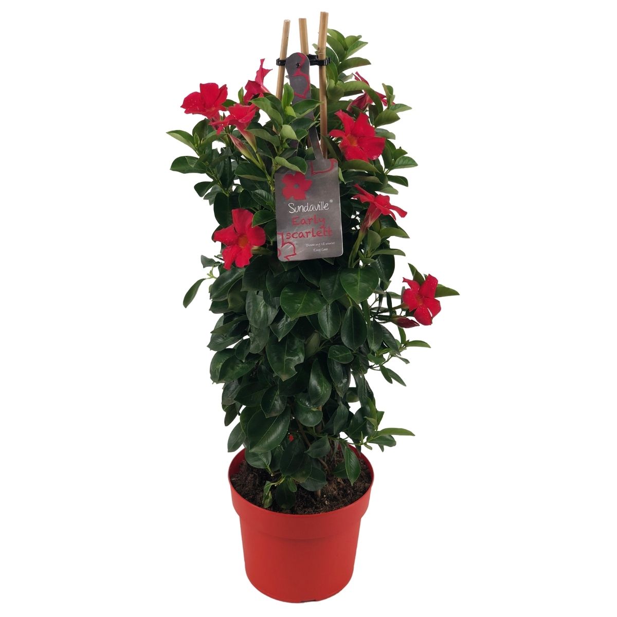 Early scarlet tower mandevilla, klimplant met rode bloemen
