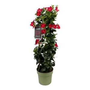 Mandevilla Sundaville Early Scarlett Tower XL. Hoge klimplant met rode bloemen.