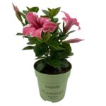 Mandevilla flamingo mini in pot. Roze bloemen met licht gevlamde randen.