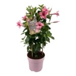 Mandevilla Flamingo Tower, klimplant met roze bloemen met licht gevlamde randen